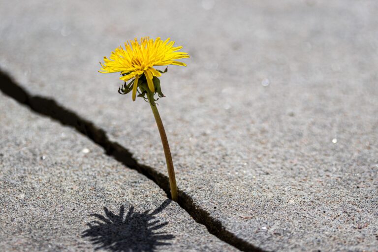 Yellow Flower