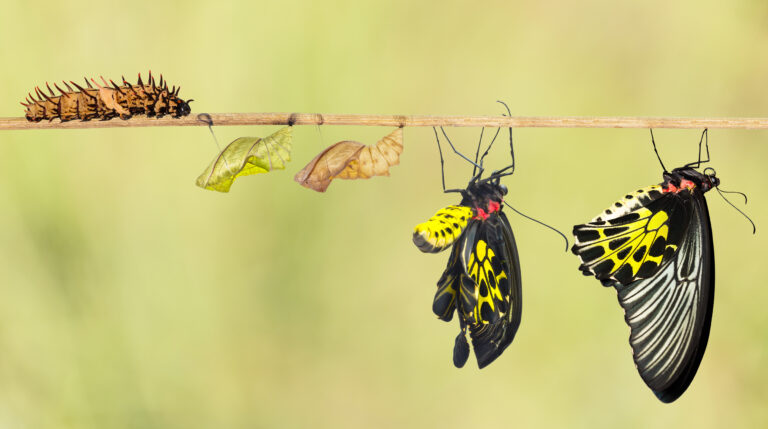 Transform Your Life